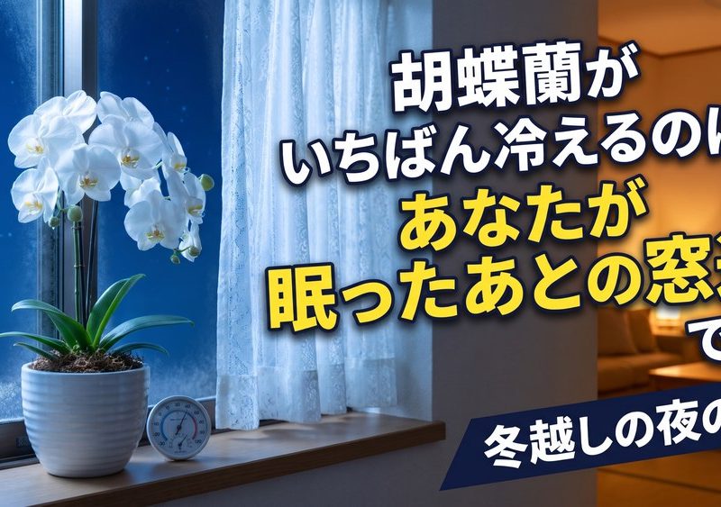 胡蝶蘭がいちばん冷えるのは、あなたが眠ったあとの窓辺です